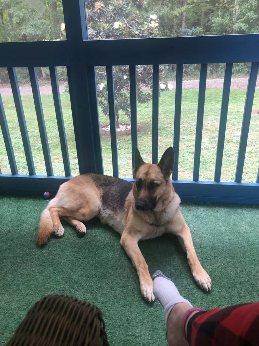 Rehoming Female German Shepherd image 4