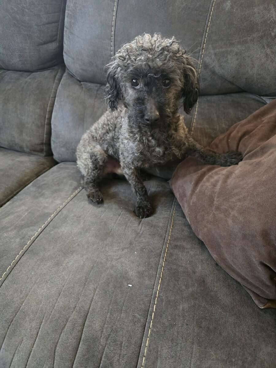 Toy Poodle Adult image 2