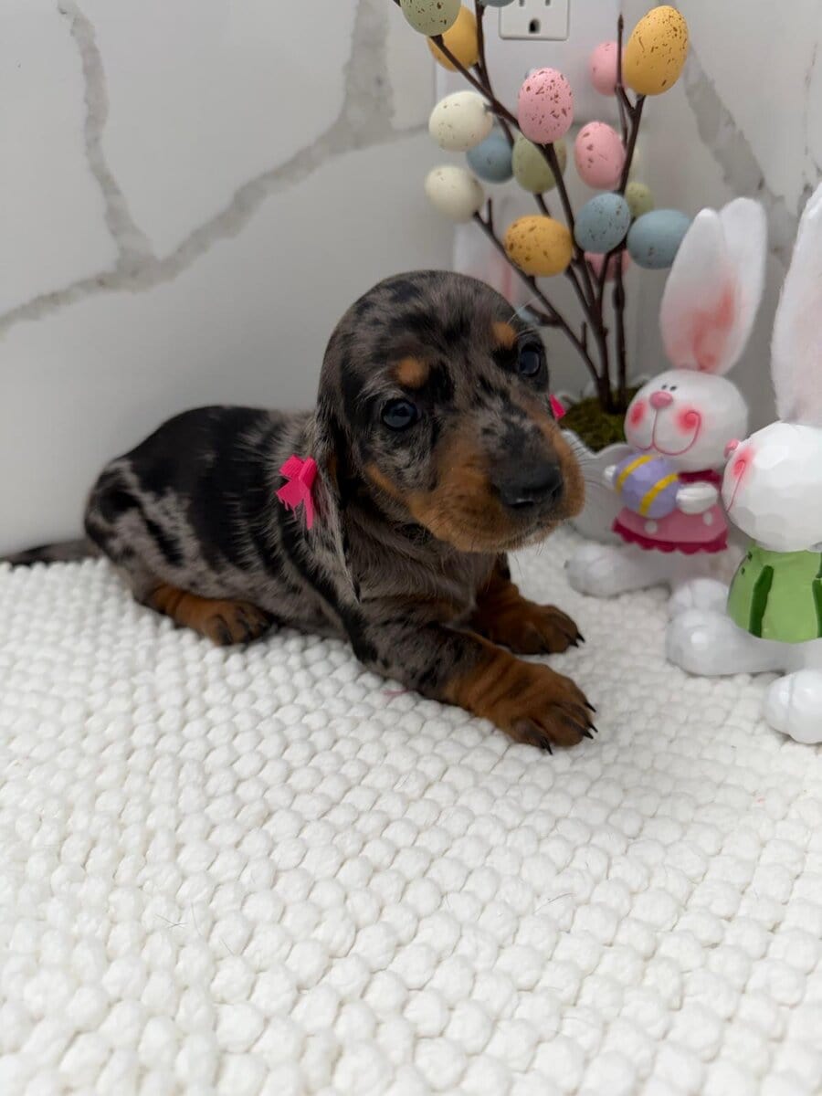 Dachshund image 1
