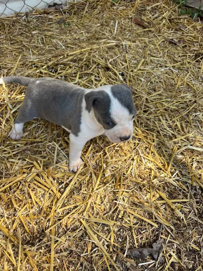 Pit Bull puppies image 1