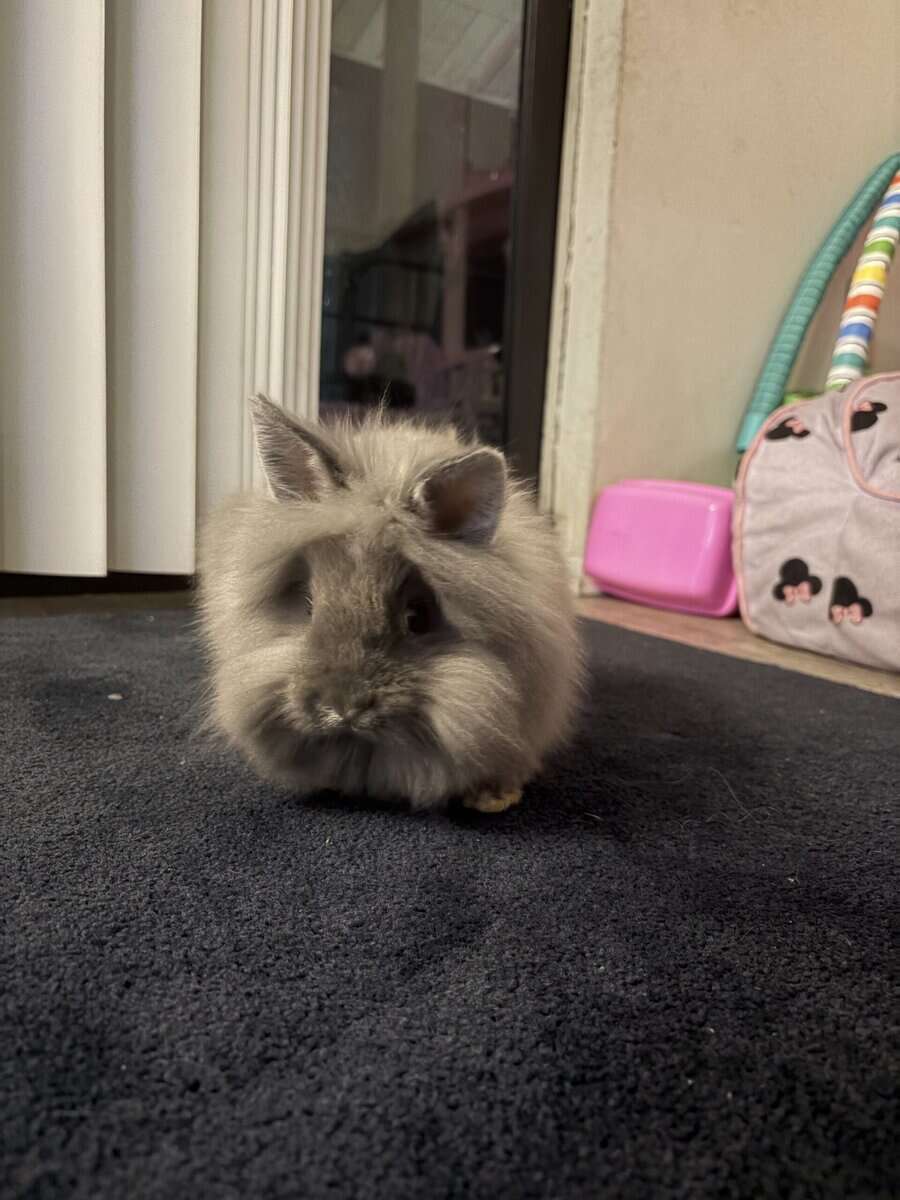 Holland lop mix and Lionshead mix image 3