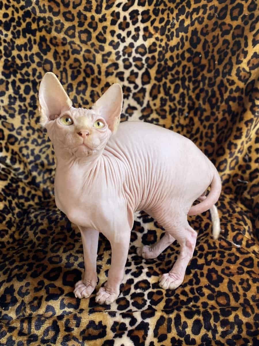 Beautiful red Sphynx very spoiled ready now image 3