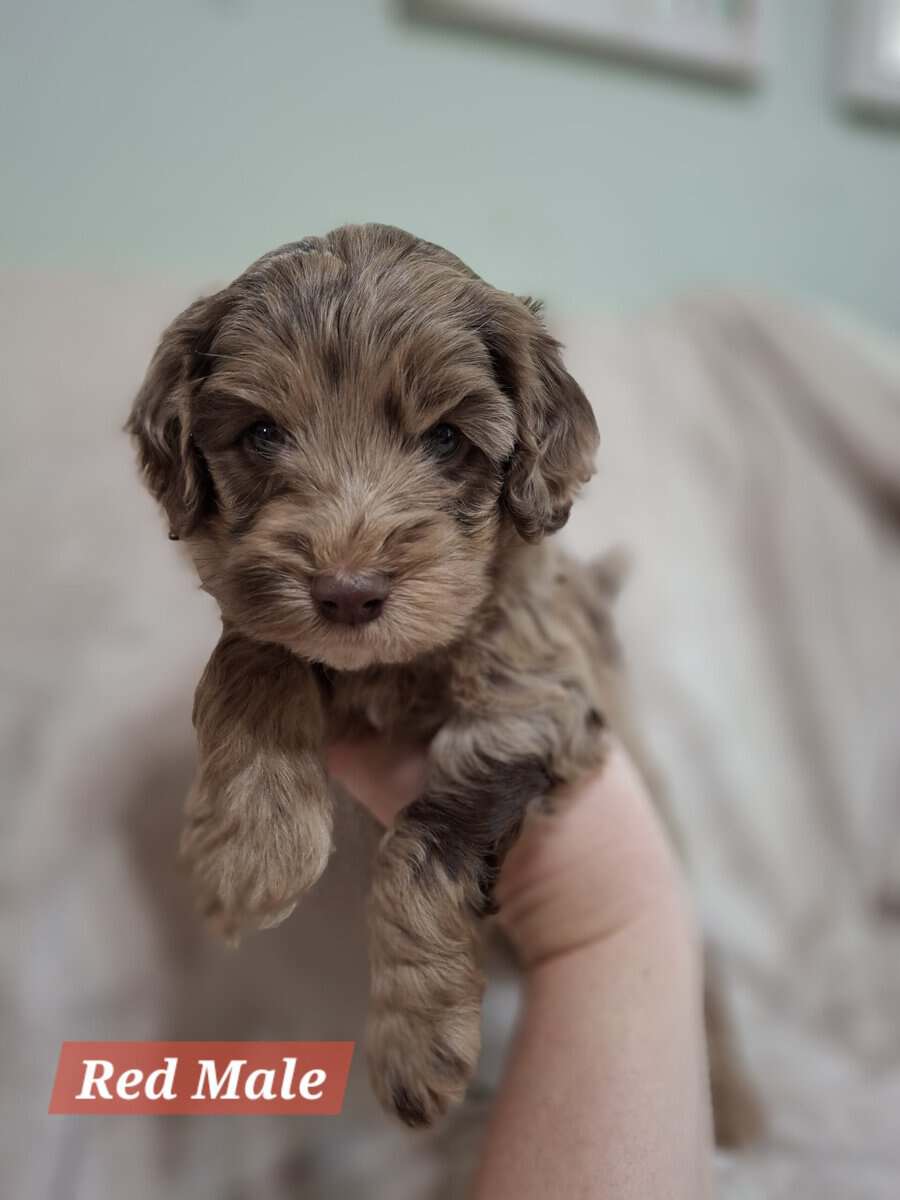 F1b Sheepadoodle puppies image 7