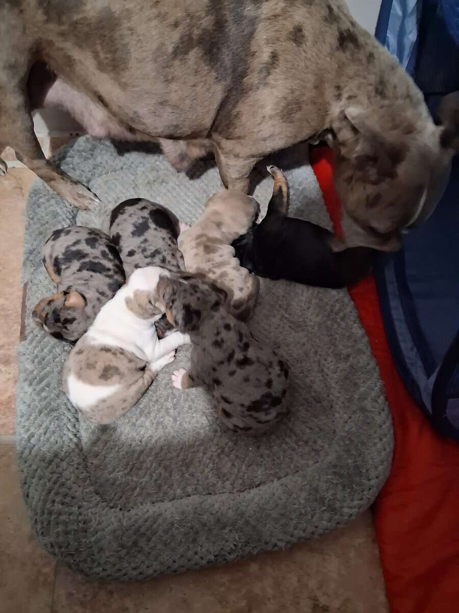 Beuitful merle bullies image 1