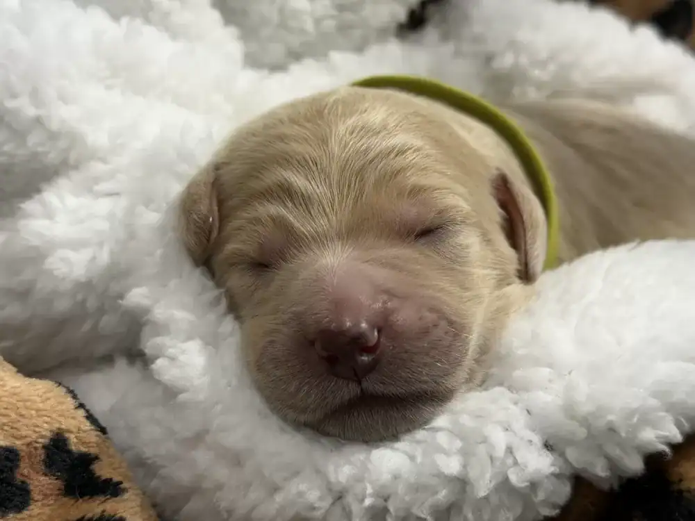 Goldendoodle pups image 1