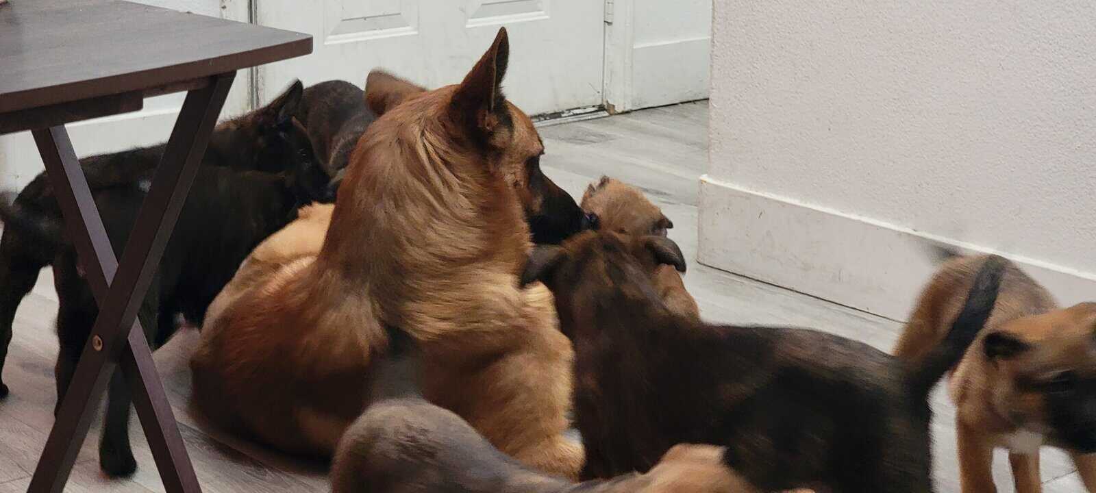 Shepherd puppies image 3