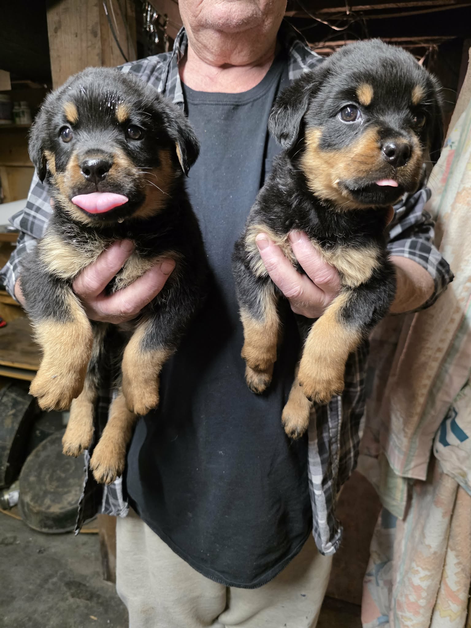 Rottweiler puppies image 2