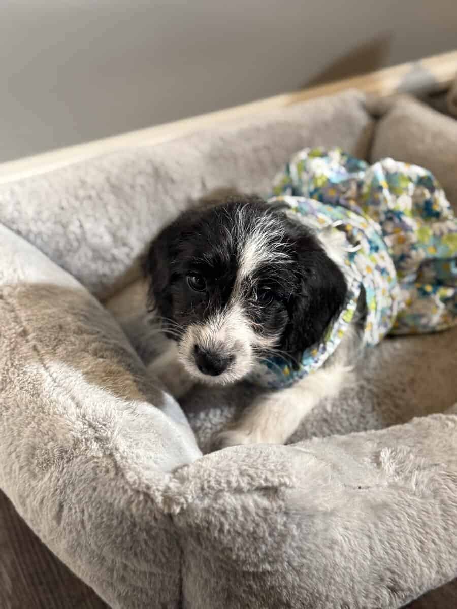Free puppies of 3 months looking for an owner image 6