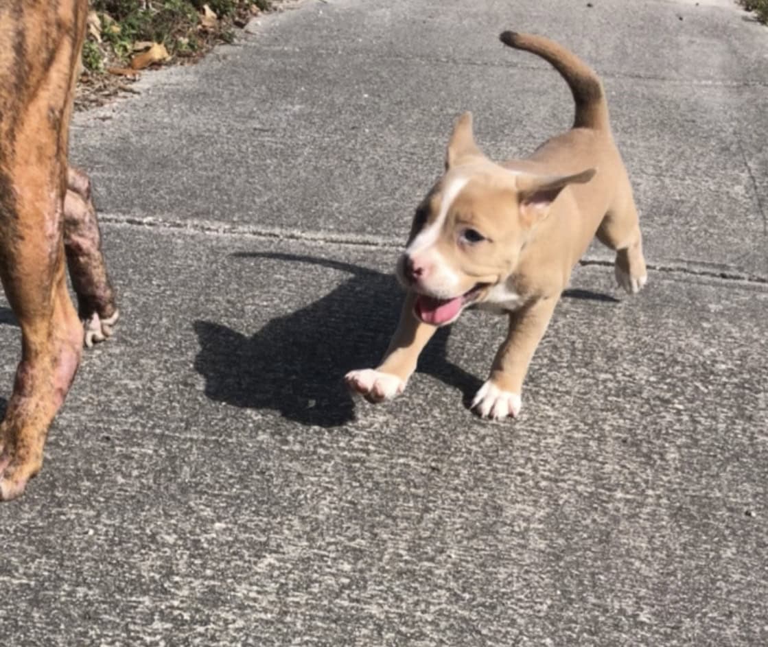 Puppies (PitBull) image 4