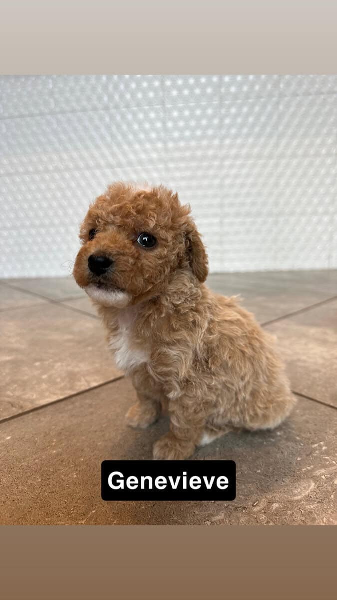 Miniature Poodle Puppies image 3