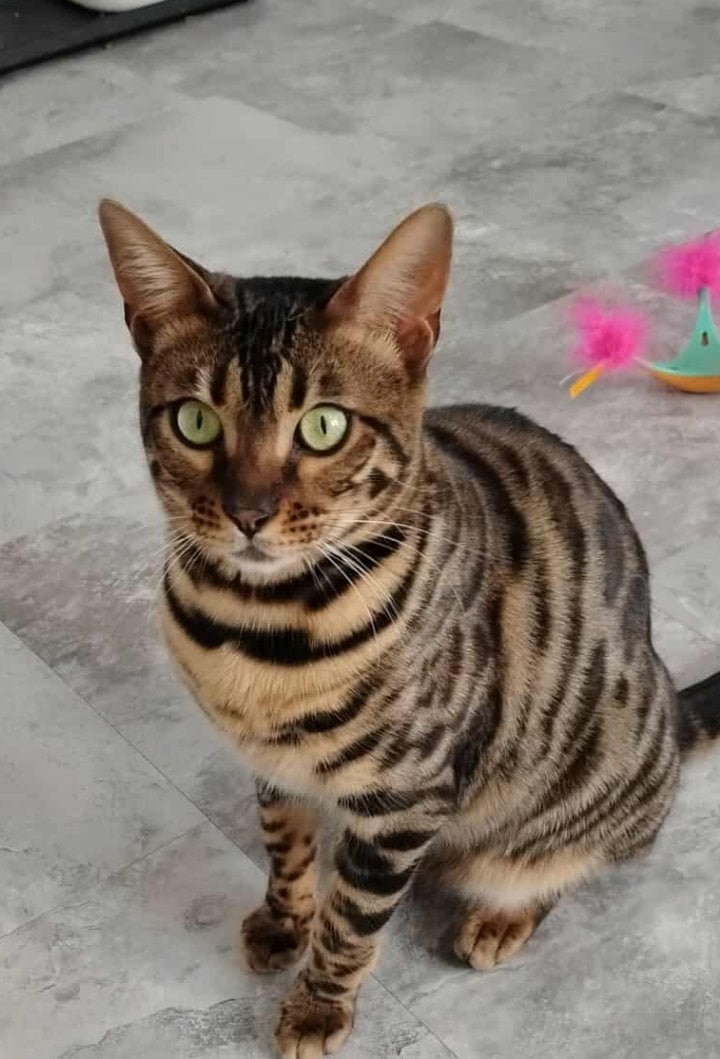 Tica registered female Bengal image 1
