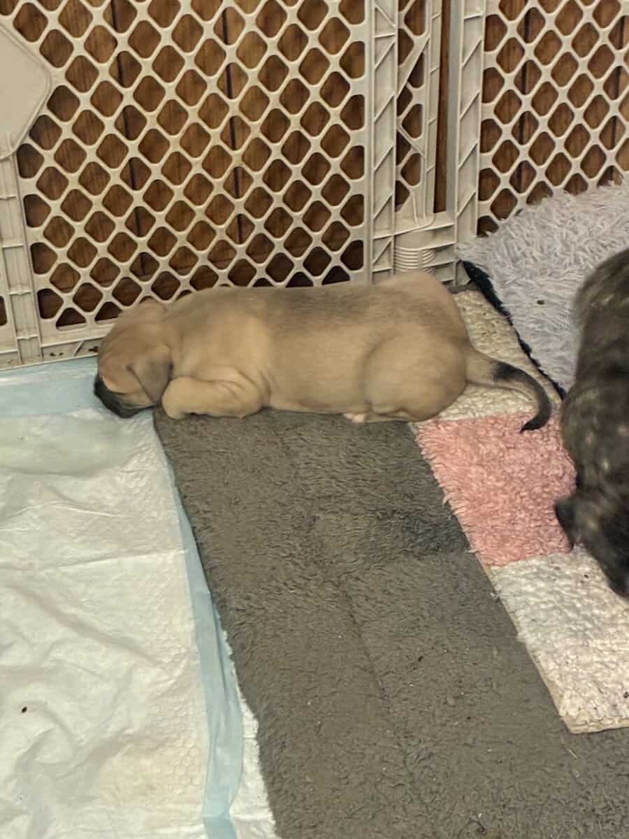 Pitbull puppies image 13