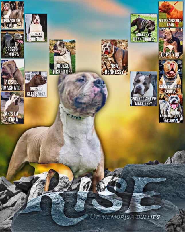 4 XL American Bully Males image 3