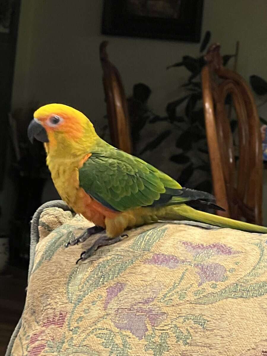 Sun Conure 5 months image 1
