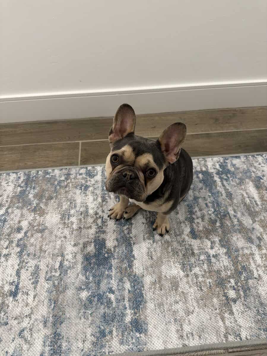 French bulldog female image 1