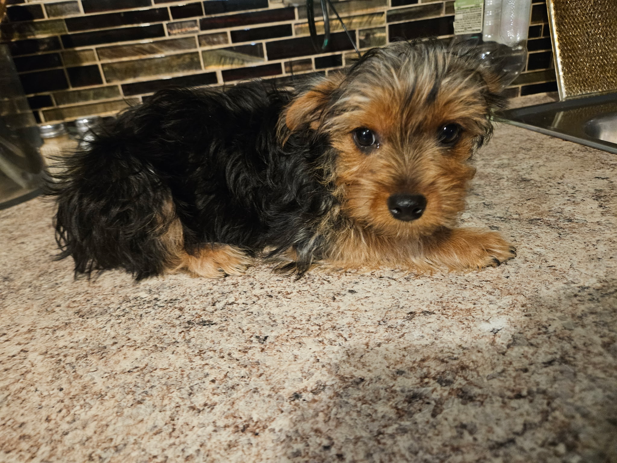 Beautiful Yorkshire Terrier Puppy image 5