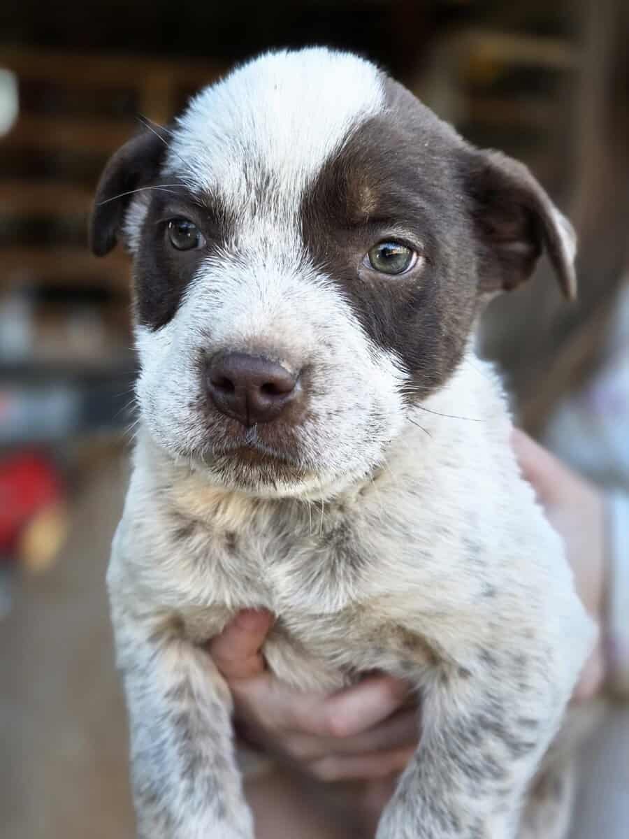 Puppies image 3