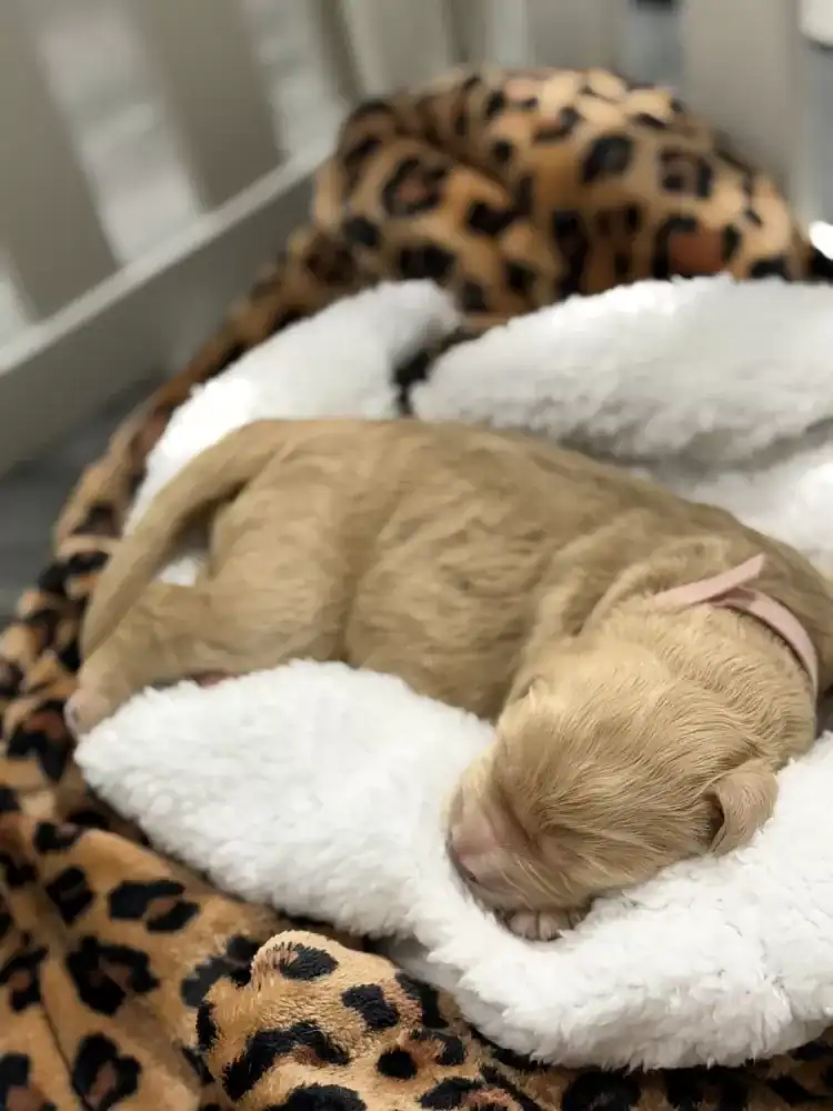 Goldendoodle pups image 7