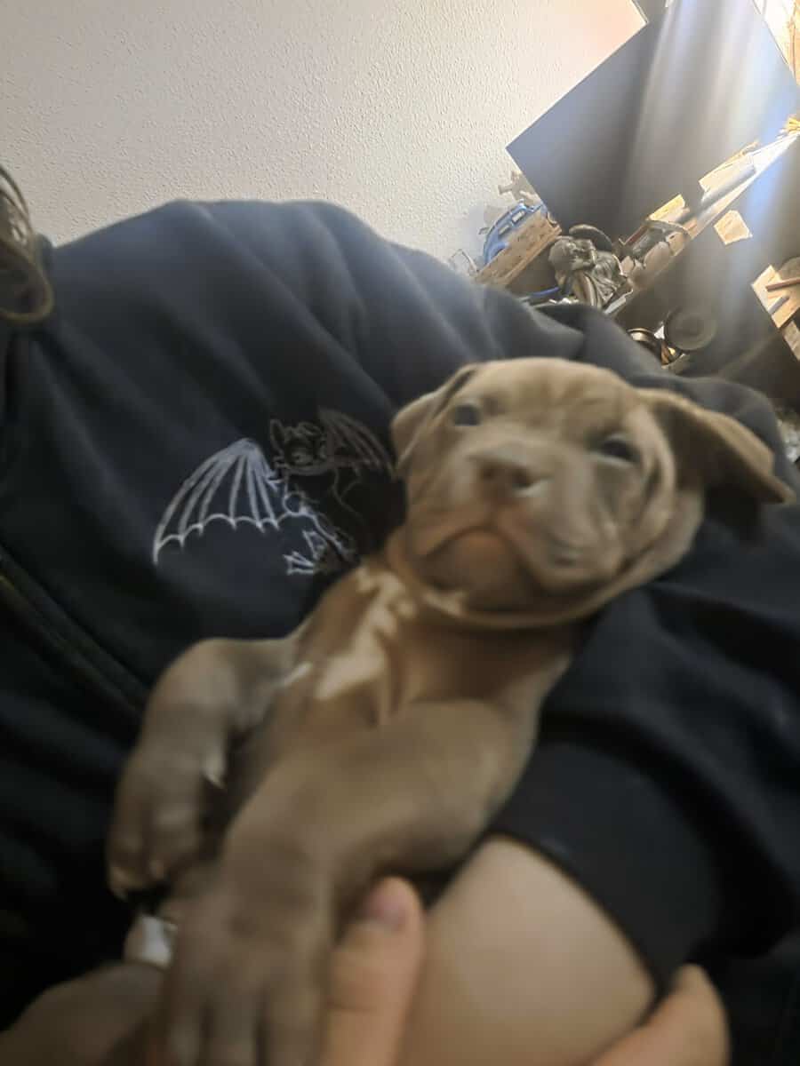 Blue Red nose mastiff puppies image 7