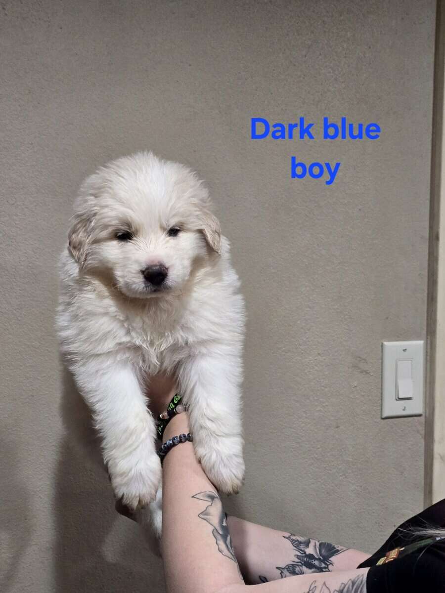 Great pyrenees puppies ready 3/23/26 image 7