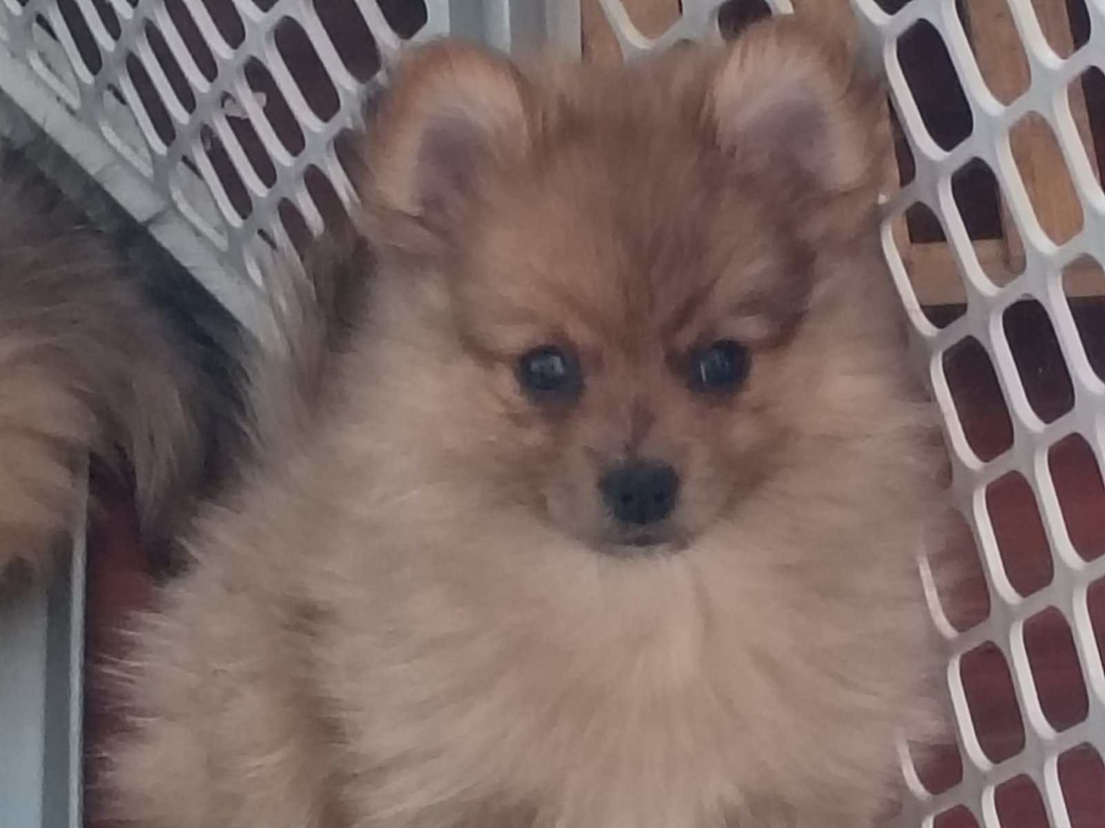 Emma the Pomeranian image 1
