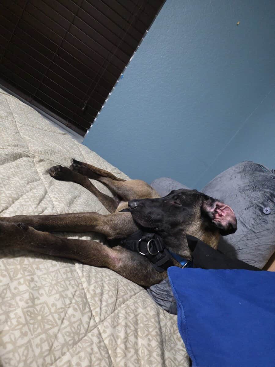 Malinois ridgeback image 4