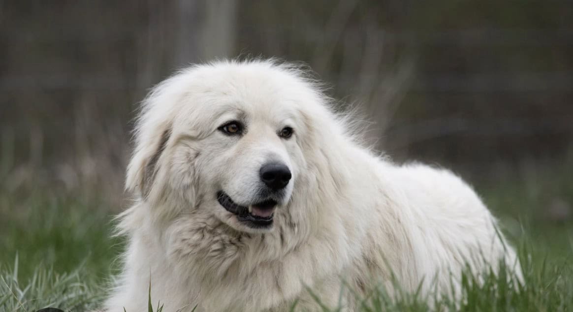 Great Pyrenees and a Pyrenees mix image 1