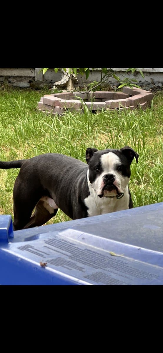 American Bull Terrier 3yrs image 4