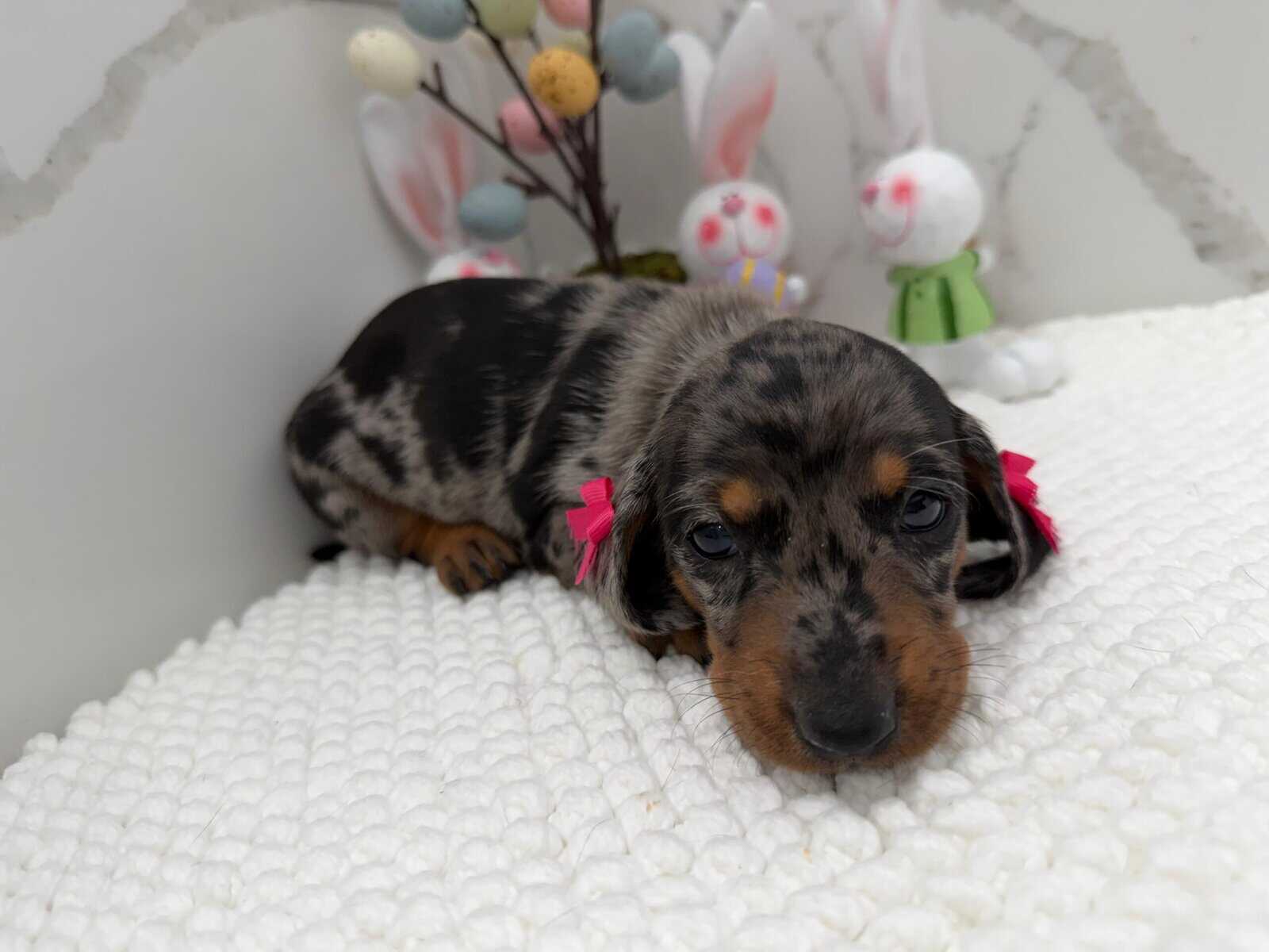 Dachshund image 2
