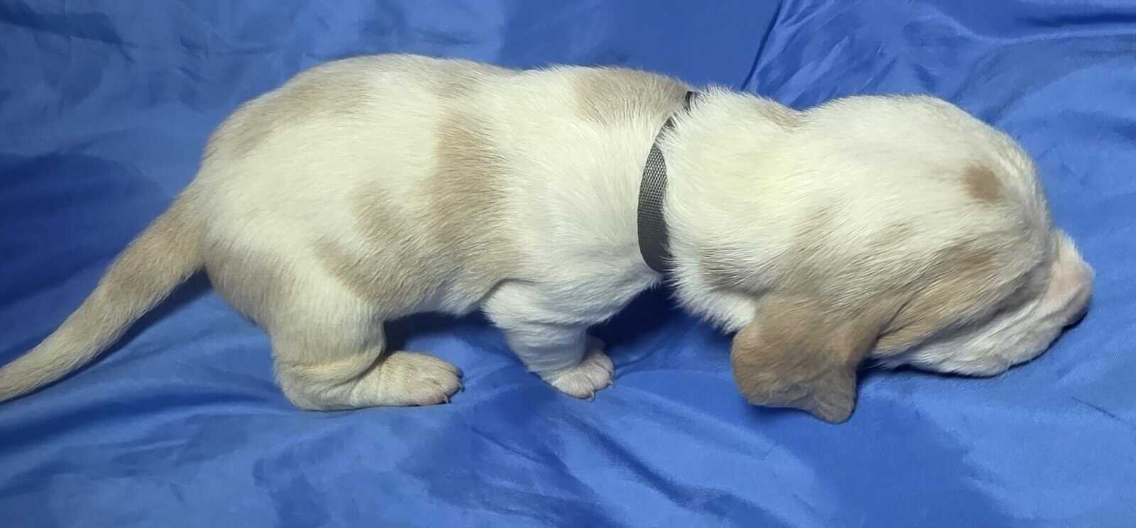 Scott- male baby basset hound image 2