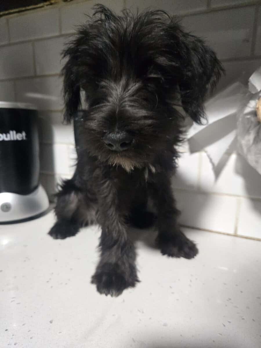 MINI SCHNAUZERS image 5