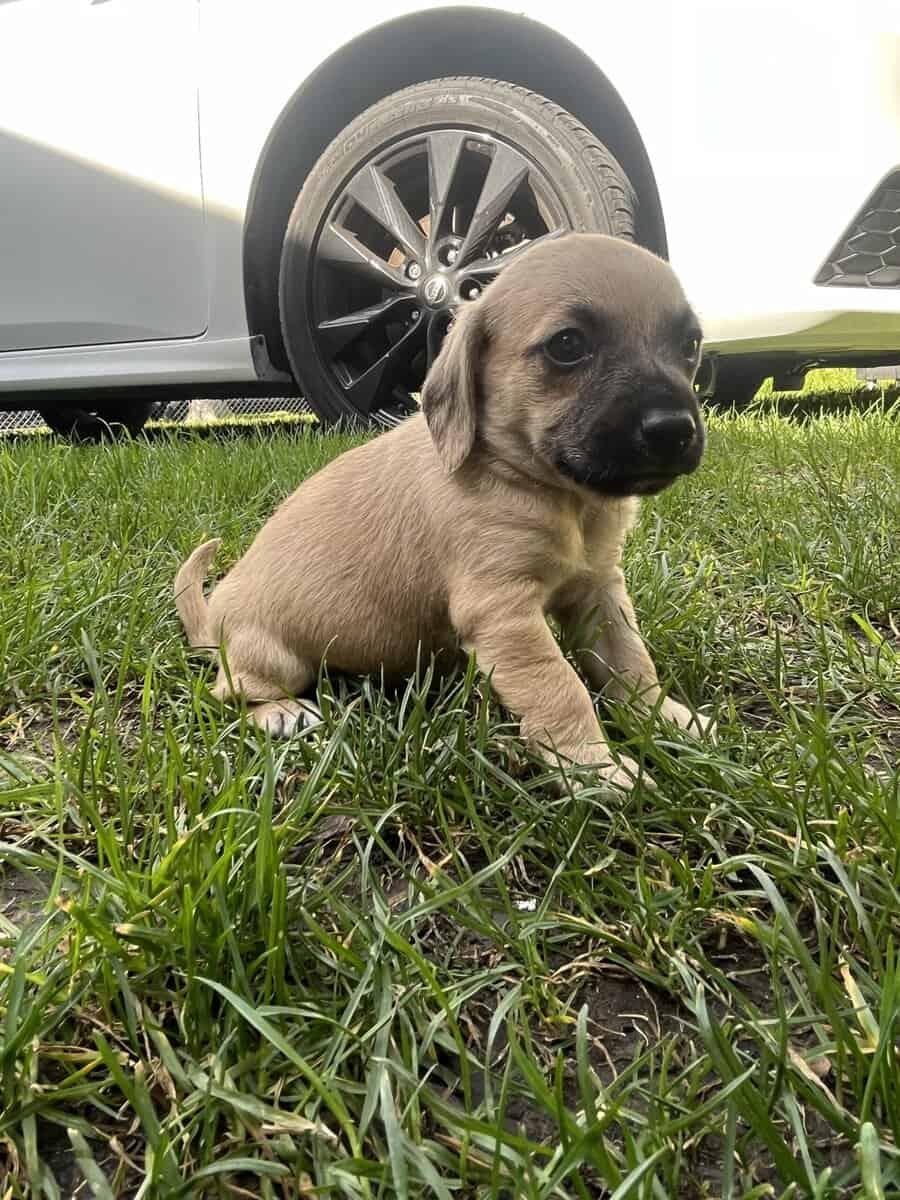 PUPPIES FOR FEE image 6