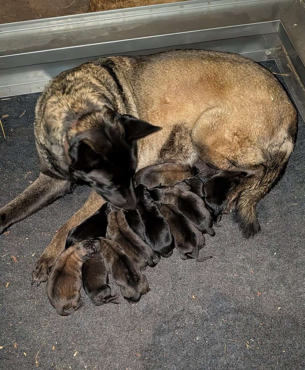 Belgian malanois puppies for sale image 5