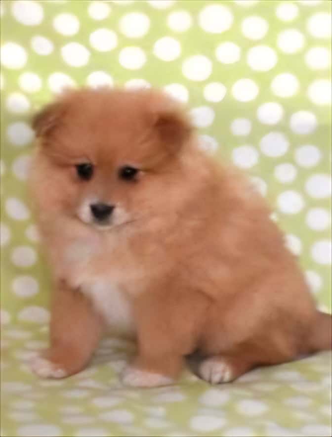 Meet Simba: Your New Little Lion Pup! image 2