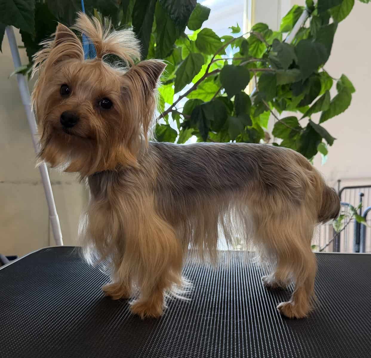 Adult Female Yorkshire Terrier image 2