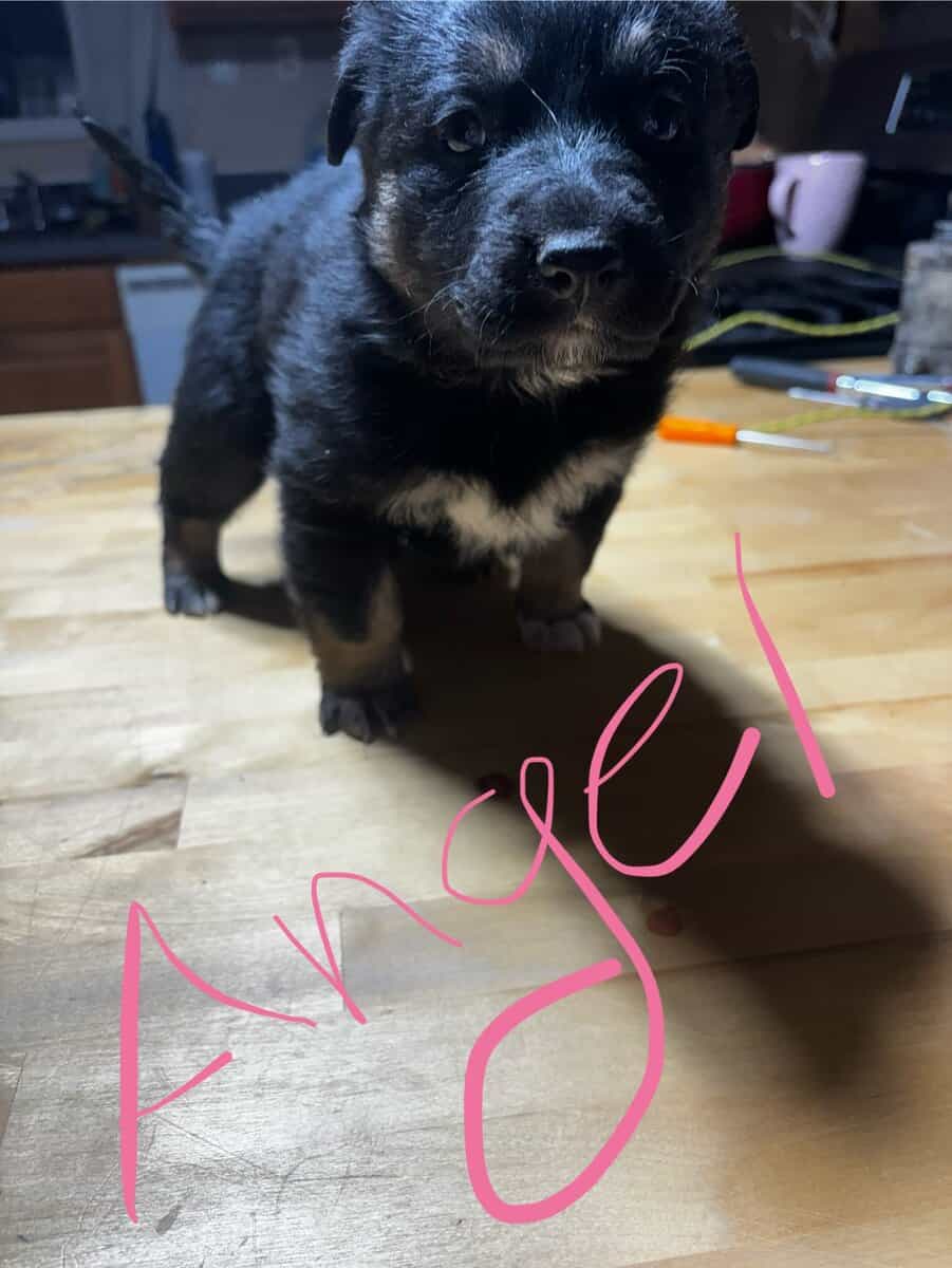 German Shepherd x Australian Puppies image 2