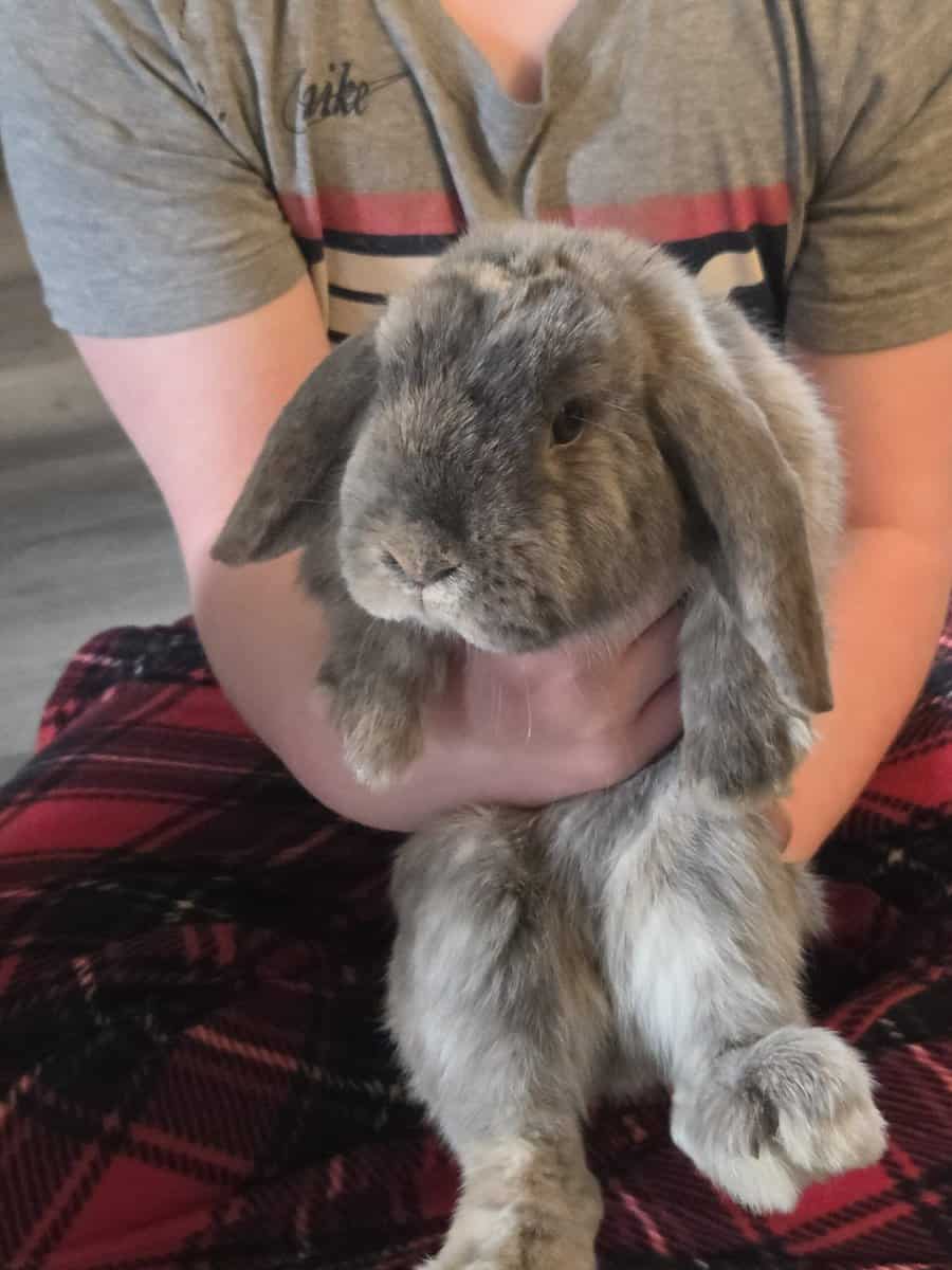 Mini lop image 3