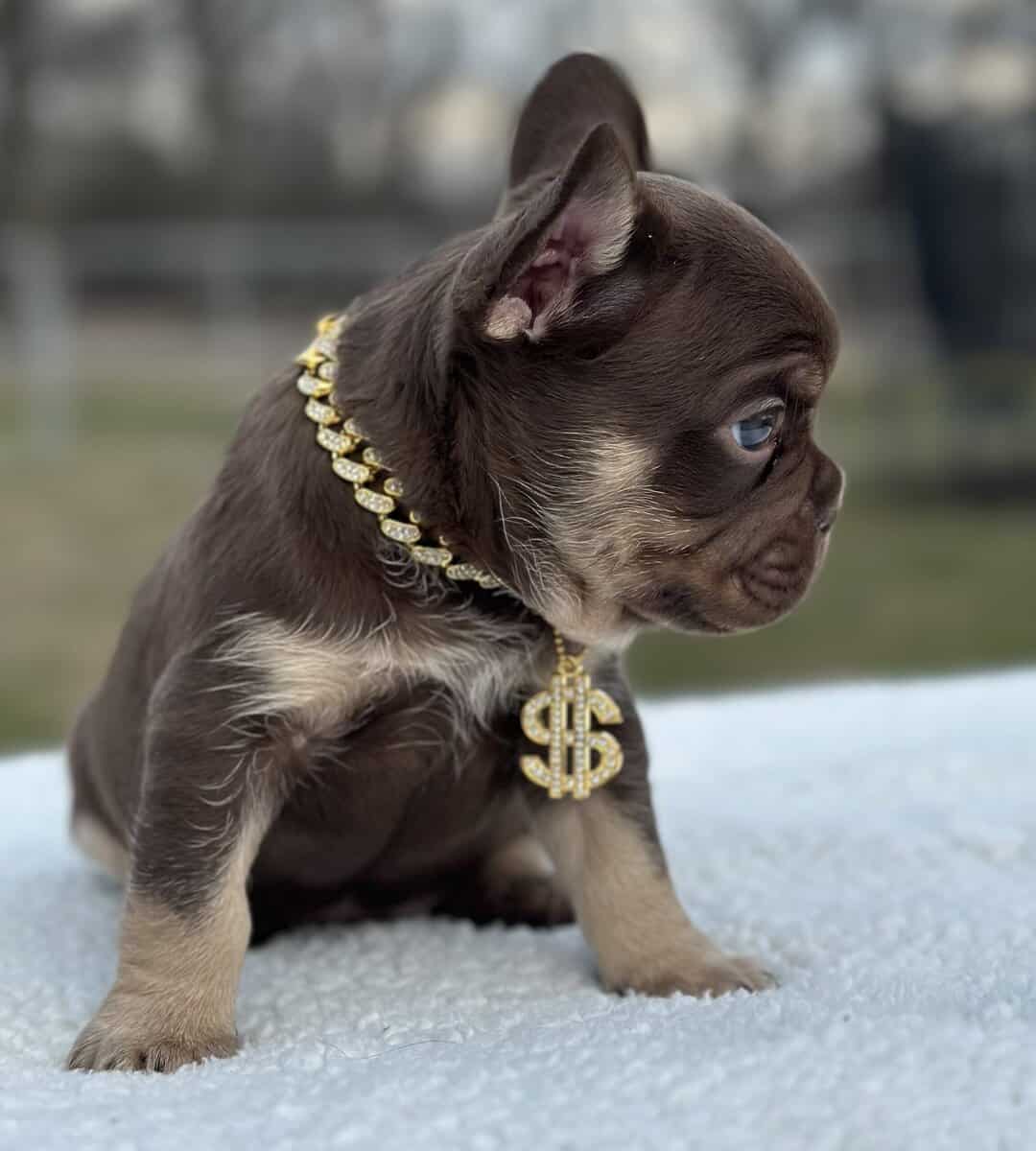 French bulldog AKC image 4