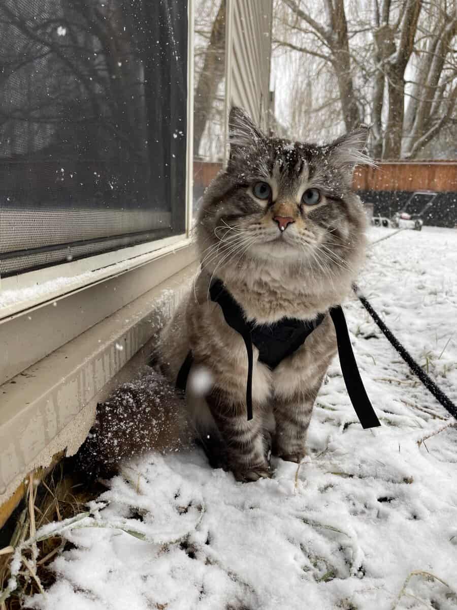 Rehoming Male Cat image 1