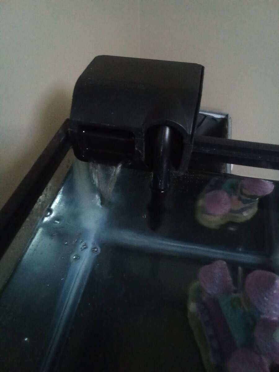 Axolotl image 5
