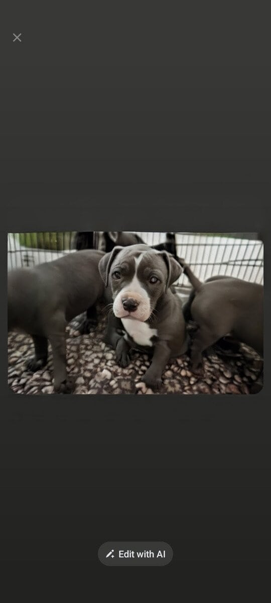 🐾 Gorgeous Blue Nose Puppies! image 9