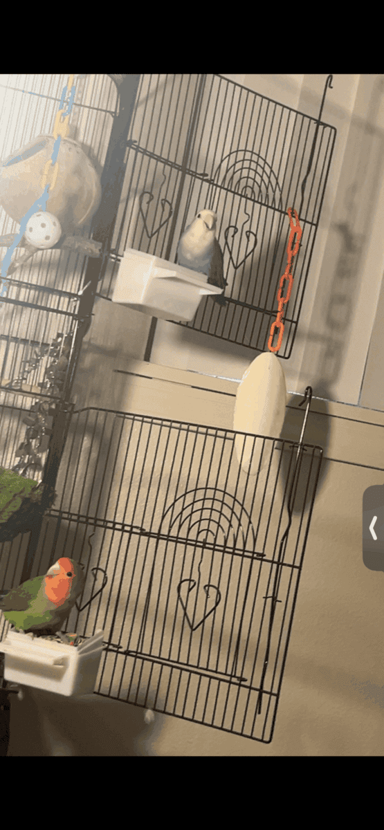 Love birds image 6