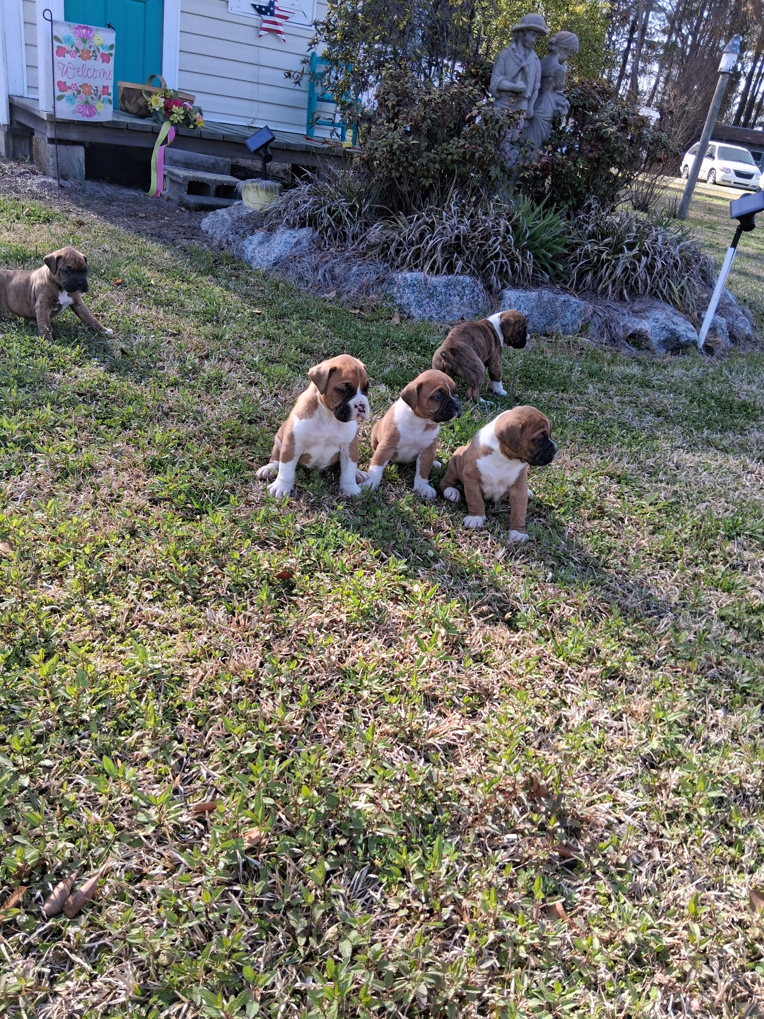 3 male Boxers image 3