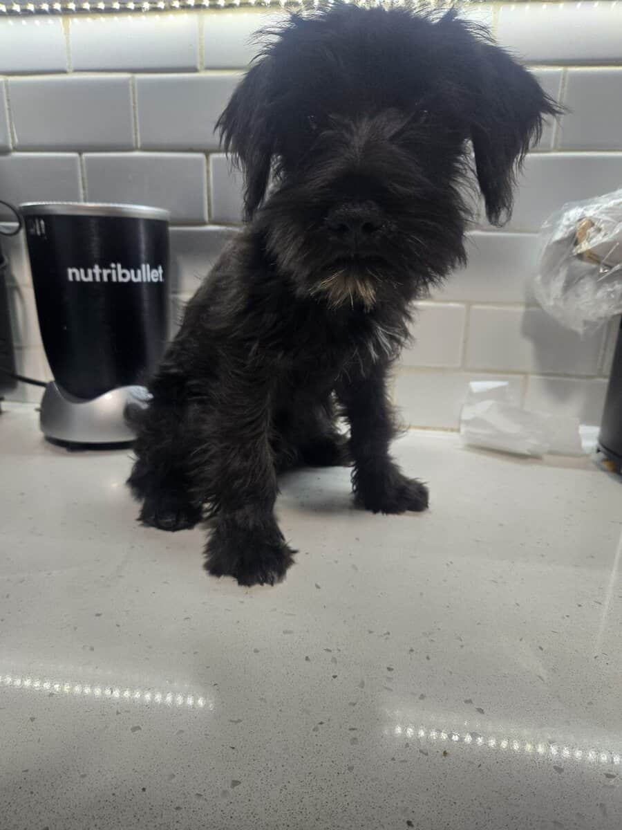MINI SCHNAUZERS image 3