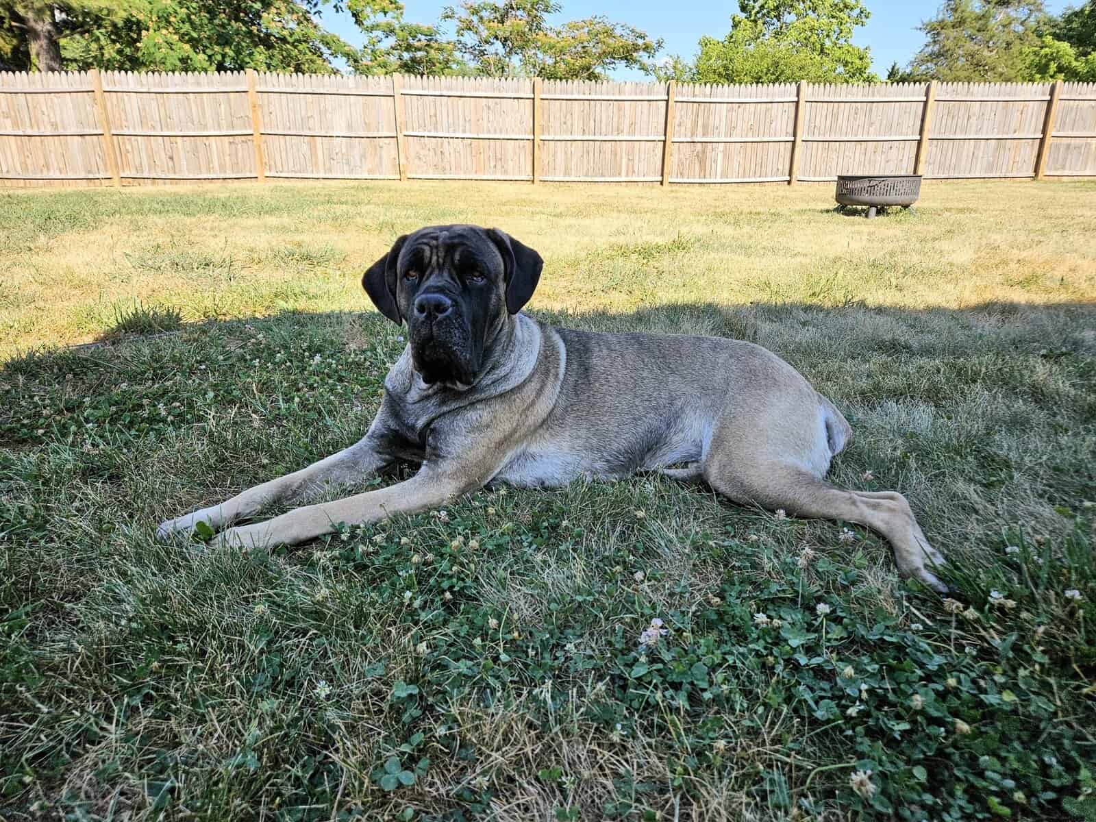 Bella image 5