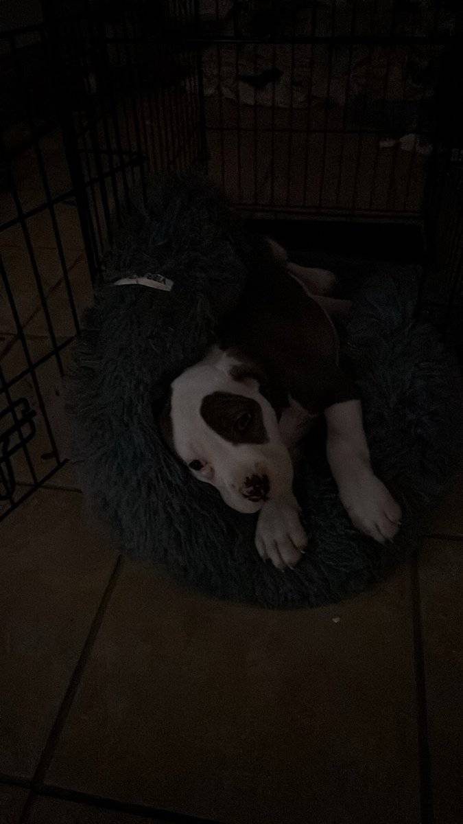 Free Puppy image 2