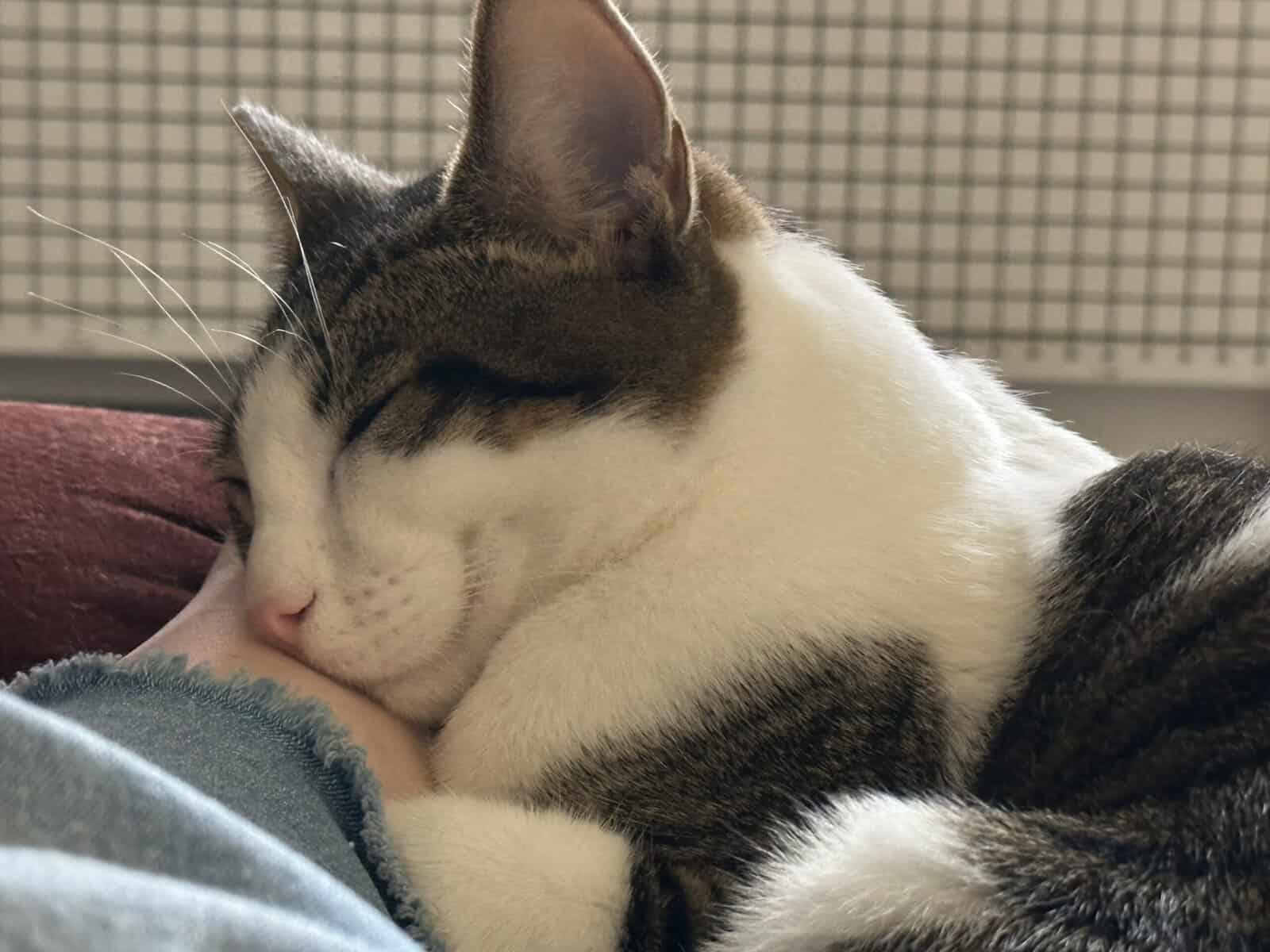 Lovable & Energetic 10month old male kitten image 5