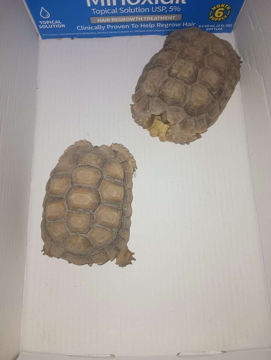 Sulcata tortoises image 1