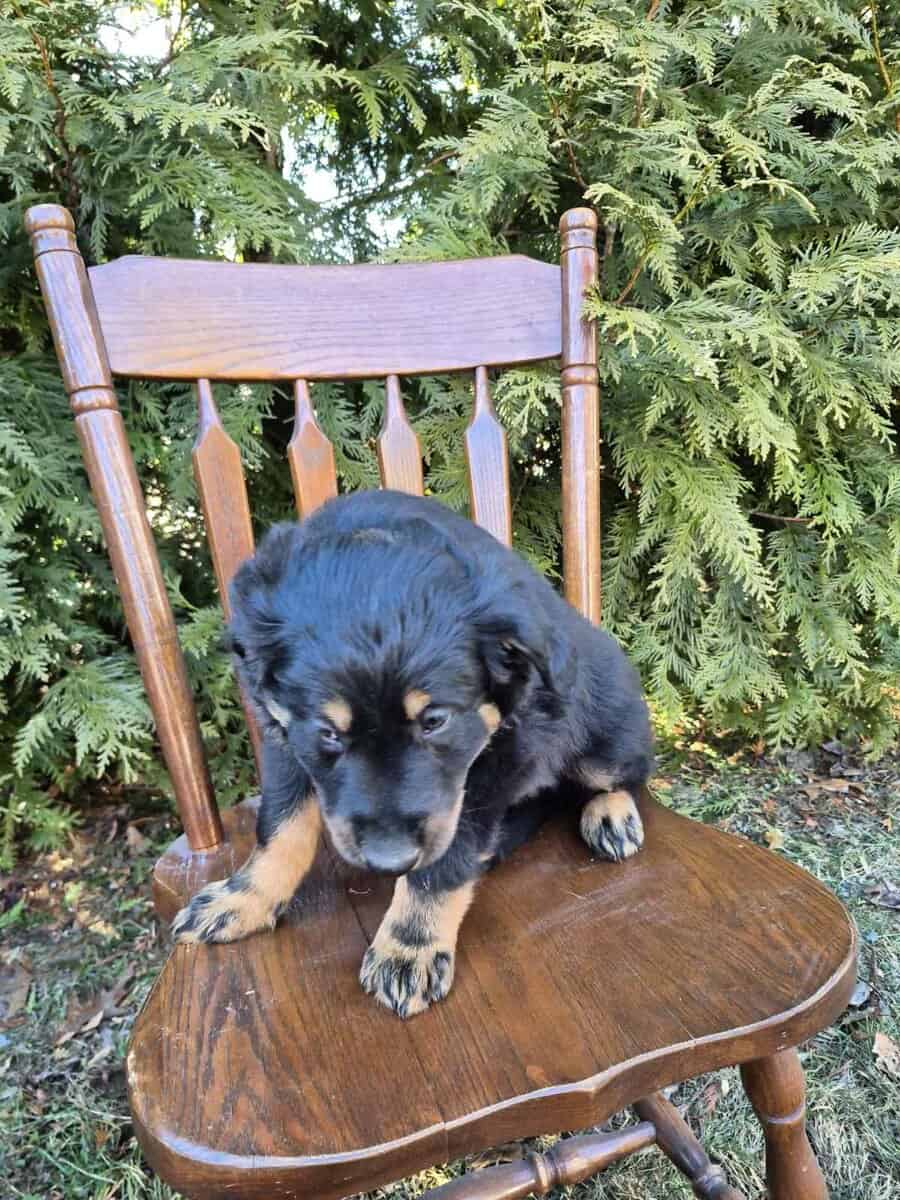 English Shepherd Puppy Cooper image 2
