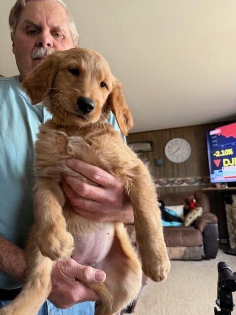 GOLDEN RETRIEVER PUPPIES image 3